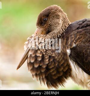 Schönes Porträt des Schwarzstorches Ciconia nigra. Stockfoto