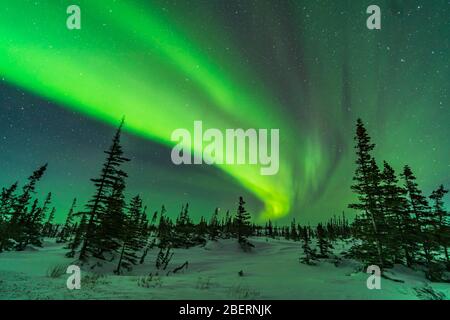 Ein Bogen von Auroral Vorhänge über einem borealen subarktischen Wald in Kanada. Stockfoto