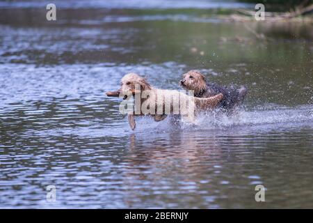 Junger Terrier und ein Pudel, der in den Fluss läuft. Zwei glückliche Hunde, die mit einem Stock im Wasser laufen und das kalte Wasser genießen, Leitha, Österreich Stockfoto