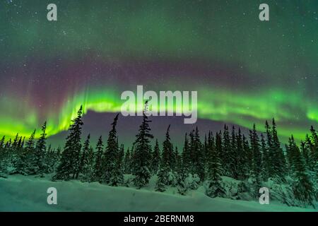 Aurora über verschneiten Bäumen des nördlichen borealen Waldes in Kanada. Stockfoto