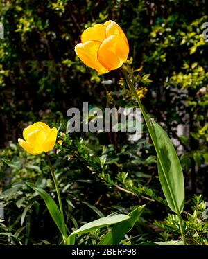 Gelbe Tulpen wachsen in einem Gemeinschaftsgarten in Kensington und Chelsea, London UK Stockfoto