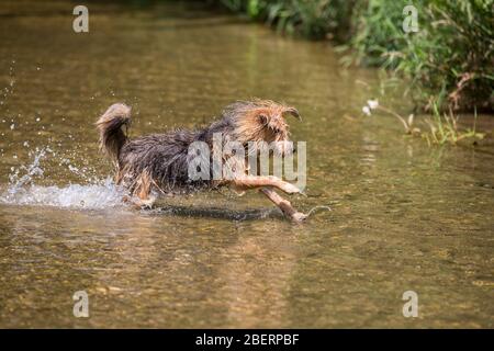 Porträt eines jungen Terrier-Hundes. Nahaufnahme eines glücklichen Hundes, der im Wasser läuft und an einem heißen Sommertag den kalten Fluss genießt, Leitha, Österreich Stockfoto