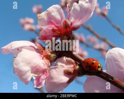 Roter Marienkäfer auf rosa Pfirsichblüte Zweig mit weichen Blütenblättern und Staubblättern auf blauem Himmel Hintergrund, Marienkäfer auf rosa Blüte Makro, Wildtiere Insekt, Makro Stockfoto