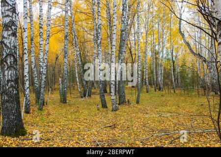 Herbstlandschaft mit Blick auf die Stämme von Birken und gefallenen Blättern in einem Birkenhain Stockfoto