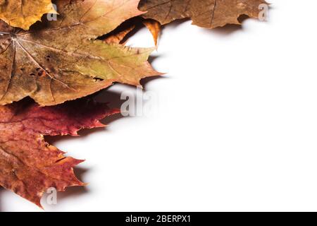 Trockene Herbst Ahornblätter auf weißem Hintergrund Stockfoto