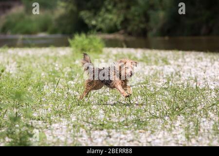 Junger Terrier läuft und springt freudig über eine Wiese. Ein glücklicher Hund, der an einem sonnigen Sommertag am Ufer des Flusses Leitha spielt Stockfoto