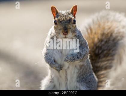 Trossachs, Großbritannien. April 2019. Im Bild: Eichhörnchen, die im Park spielen. Szenen in den Botanischen Gärten von Glasgow während der Coronavirus Lockdown. Quelle: Colin Fisher/Alamy Live News Stockfoto