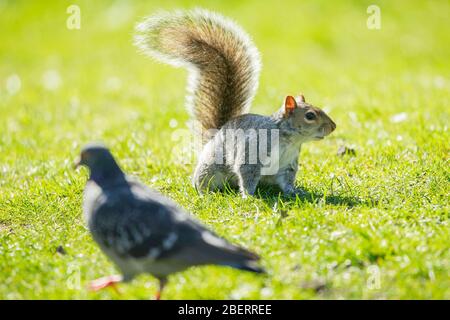 Trossachs, Großbritannien. April 2019. Im Bild: Eichhörnchen, die im Park spielen. Szenen in den Botanischen Gärten von Glasgow während der Coronavirus Lockdown. Quelle: Colin Fisher/Alamy Live News Stockfoto