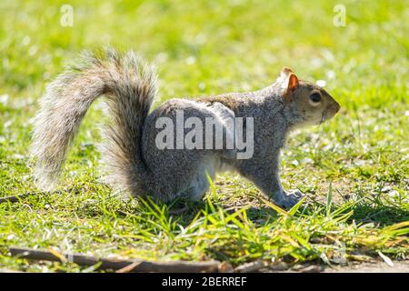 Trossachs, Großbritannien. April 2019. Im Bild: Eichhörnchen, die im Park spielen. Szenen in den Botanischen Gärten von Glasgow während der Coronavirus Lockdown. Quelle: Colin Fisher/Alamy Live News Stockfoto