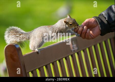 Trossachs, Großbritannien. April 2019. Abgebildet: Die Hand eines Mannes, der ein Eichhörnchen mit Nüssen füttert. Szenen in den Botanischen Gärten von Glasgow während der Coronavirus Lockdown. Quelle: Colin Fisher/Alamy Live News Stockfoto