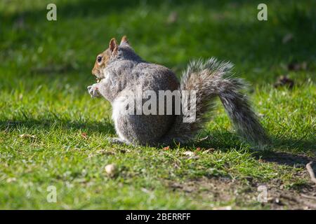 Trossachs, Großbritannien. April 2019. Im Bild: Eichhörnchen, die im Park spielen. Szenen in den Botanischen Gärten von Glasgow während der Coronavirus Lockdown. Quelle: Colin Fisher/Alamy Live News Stockfoto