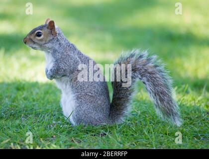 Trossachs, Großbritannien. April 2019. Im Bild: Eichhörnchen, die im Park spielen. Szenen in den Botanischen Gärten von Glasgow während der Coronavirus Lockdown. Quelle: Colin Fisher/Alamy Live News Stockfoto