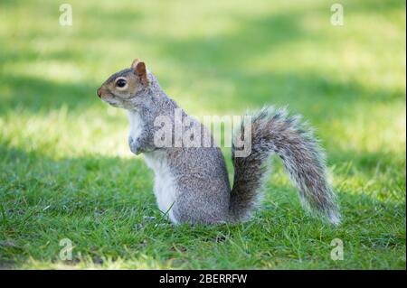 Trossachs, Großbritannien. April 2019. Im Bild: Eichhörnchen, die im Park spielen. Szenen in den Botanischen Gärten von Glasgow während der Coronavirus Lockdown. Quelle: Colin Fisher/Alamy Live News Stockfoto