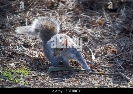 Trossachs, Großbritannien. April 2019. Im Bild: Eichhörnchen, die im Park spielen. Szenen in den Botanischen Gärten von Glasgow während der Coronavirus Lockdown. Quelle: Colin Fisher/Alamy Live News Stockfoto