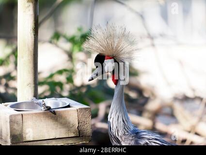 Nahaufnahme eines ostafrikanischen Kranichs im Wingham Wildlife Park, Kent Stockfoto