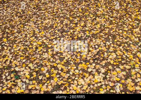 Herbstlandschaft mit Blick auf trockene Blätter, die in einem Birkenhain auf den Boden gefallen sind Stockfoto