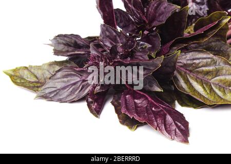 Zweig von frischem Basilikum auf weißem Hintergrund isoliert Stockfoto