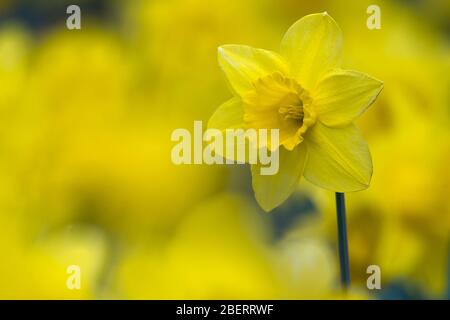 Trossachs, Großbritannien. April 2019. Im Bild: Narzissen in Blüte. Szenen in den Botanischen Gärten von Glasgow während der Coronavirus Lockdown. Quelle: Colin Fisher/Alamy Live News Stockfoto