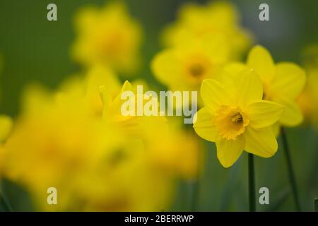 Trossachs, Großbritannien. April 2019. Im Bild: Narzissen in Blüte. Szenen in den Botanischen Gärten von Glasgow während der Coronavirus Lockdown. Quelle: Colin Fisher/Alamy Live News Stockfoto