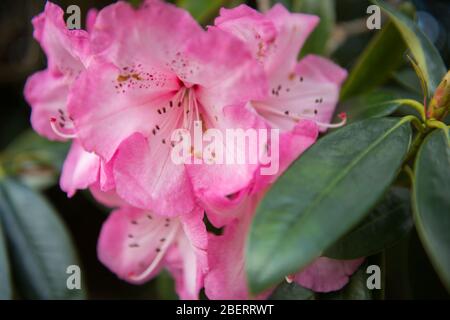 Trossachs, Großbritannien. April 2019. Im Bild: Hortensien in Blüte. Szenen in den Botanischen Gärten von Glasgow während der Coronavirus Lockdown. Quelle: Colin Fisher/Alamy Live News Stockfoto