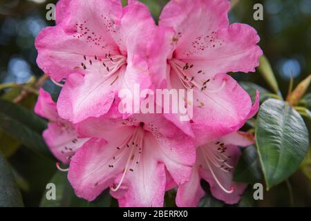 Trossachs, Großbritannien. April 2019. Im Bild: Hortensien in Blüte. Szenen in den Botanischen Gärten von Glasgow während der Coronavirus Lockdown. Quelle: Colin Fisher/Alamy Live News Stockfoto