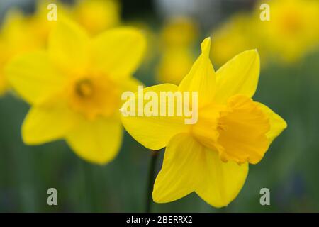 Trossachs, Großbritannien. April 2019. Im Bild: Narzissen in Blüte. Szenen in den Botanischen Gärten von Glasgow während der Coronavirus Lockdown. Quelle: Colin Fisher/Alamy Live News Stockfoto