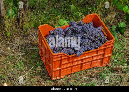 Rote Trauben in Plastikbox, auf dem Boden Stockfoto