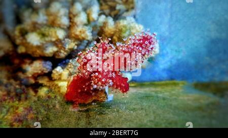 Rote Chilischote Koralle - Alcyonium palmatus Stockfoto