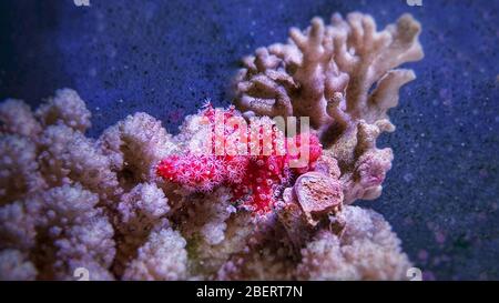 Rote Chilischote Koralle - Alcyonium palmatus Stockfoto