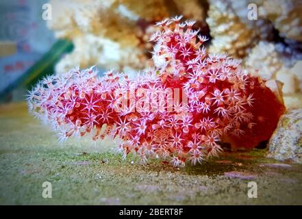 Rote Chilischote Koralle - Alcyonium palmatus Stockfoto