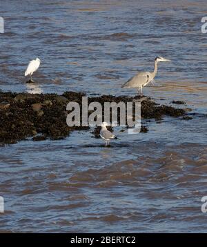 Graureiher, Möwe und Reiher bei Port Carlisle am Ufer des Solway Firth in Cumbria Stockfoto