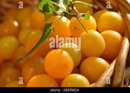 Bio-gelbe Pflaumen in einem Korb Stockfoto