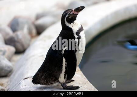 Nahaufnahme eines Humboldtpinguins im Wingham Wildlife Park, Kent Stockfoto