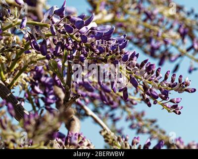 Wisteria sinensis, Wales, Großbritannien Stockfoto