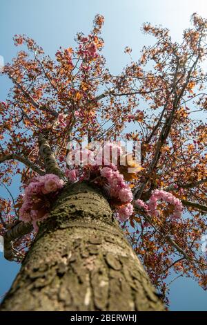 Frühling Blüte Baum während der Frühjahrssaison in den Niederlanden, Blüten in Baum Stockfoto