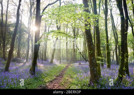 Pfad durch ein Bluebell Woodland, Cornwall Stockfoto