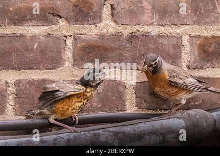 American Robin Jungling, Turdus migratorius, mit Erwachsenen füttern sie Würmer in New York City, städtische Tierwelt, Vereinigte Staaten von Amerika Stockfoto