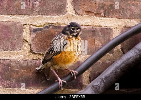 American Robin Jungling, Turdus migratorius, auf Rohren in der Nähe von Ziegelmauer in New York City, städtische Tierwelt, Vereinigten Staaten von Amerika Stockfoto