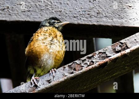 American Robin Jungling, Turdus migratorius, auf einer Feuerflucht in New York City, städtische Tierwelt, Vereinigten Staaten von Amerika Stockfoto