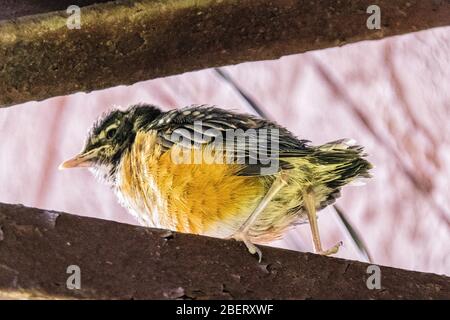 American Robin Jungling, Turdus migratorius, auf einer Feuerflucht in New York City, städtische Tierwelt, Vereinigten Staaten von Amerika Stockfoto