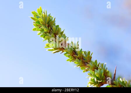 Junge Seabuckdornzweig mit kleinen Blättern. Frühling im Garten. Zweig mit Blättern und Dornen. Stockfoto