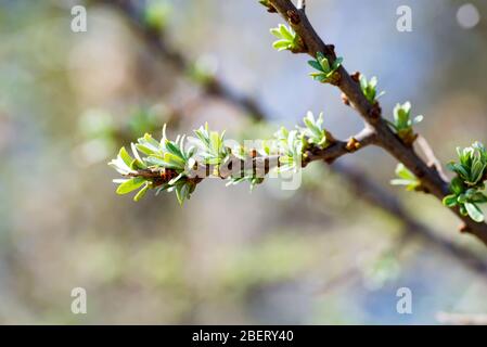 Junge Seabuckdornzweig mit kleinen Blättern. Frühling im Garten. Zweig mit Blättern und Dornen. Stockfoto