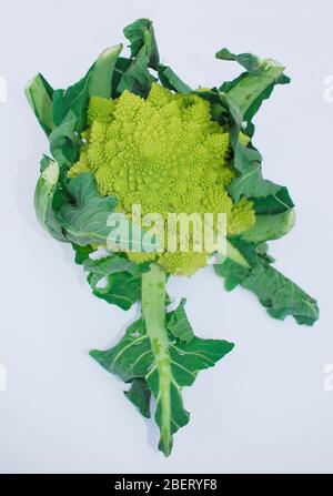 Ein grüner Bio-Brassica Oleracea, eine Variante des Blumenkohls allgemein genannt Romaneco Blumenkohl, die auch als Romanesco Broccoli bekannt ist. Stockfoto