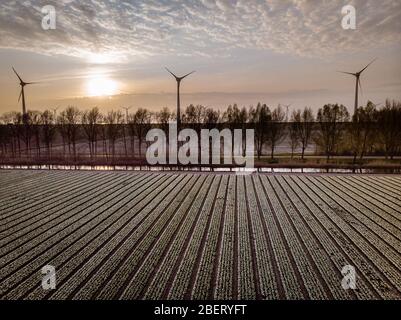 Windmühlenpark grüne Energie in den Niederlanden, Windmühlenanlage Generator Farm Stockfoto