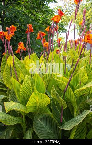 Orange Kannen Lilien in einem Garten Stockfoto