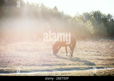 Bei Sonnenuntergang grast ein Pferd auf dem Feld. Das Dorf und der Wald, Sonnenuntergang auf dem Feld. Stockfoto