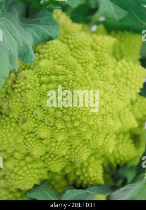 Ein grüner Bio-Brassica Oleracea, eine Variante des Blumenkohls allgemein genannt Romaneco Blumenkohl, die auch als Romanesco Broccoli bekannt ist. Stockfoto