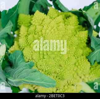 Ein grüner Bio-Brassica Oleracea, eine Variante des Blumenkohls allgemein genannt Romaneco Blumenkohl, die auch als Romanesco Broccoli bekannt ist. Stockfoto