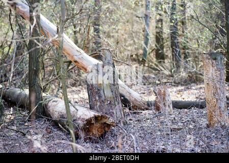 Tote Bäume im Wald Dieses Foto zeigt Dürrebedingungen und Klimawandel. Standort ist Ukraine, Kiew Stockfoto