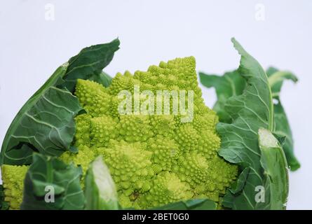 Ein grüner Bio-Brassica Oleracea, eine Variante des Blumenkohls allgemein genannt Romaneco Blumenkohl, die auch als Romanesco Broccoli bekannt ist. Stockfoto